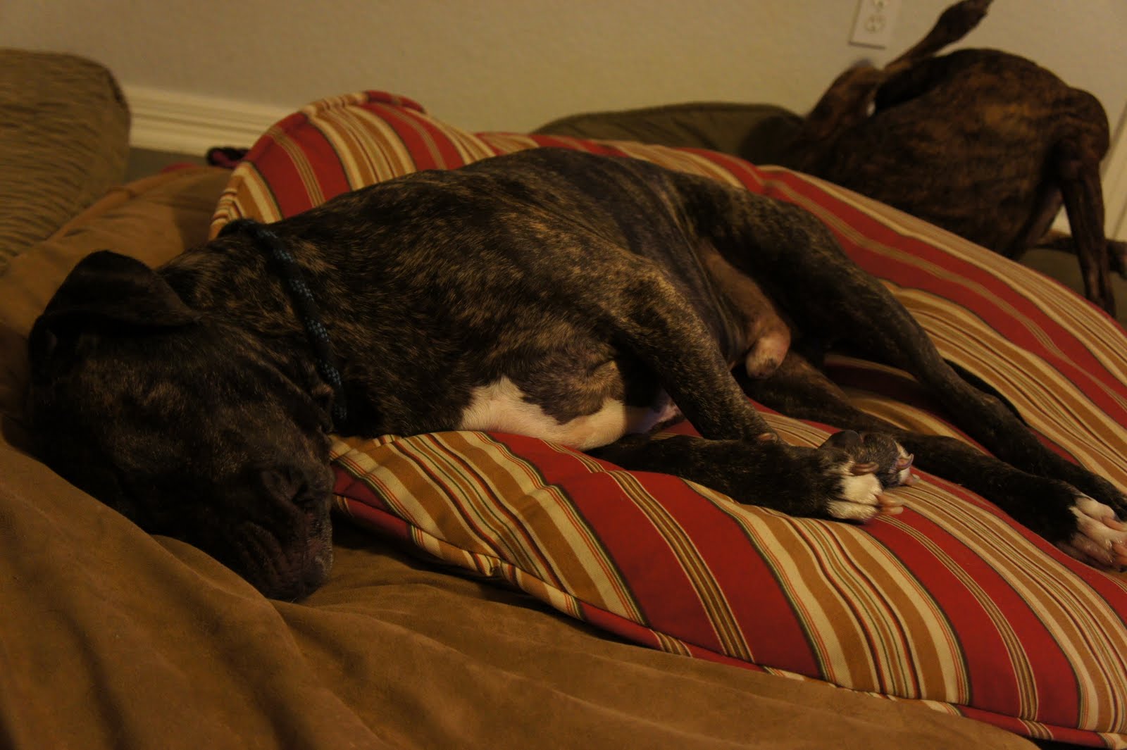 A Dog Named Hank the adorable sleeping hank part iii