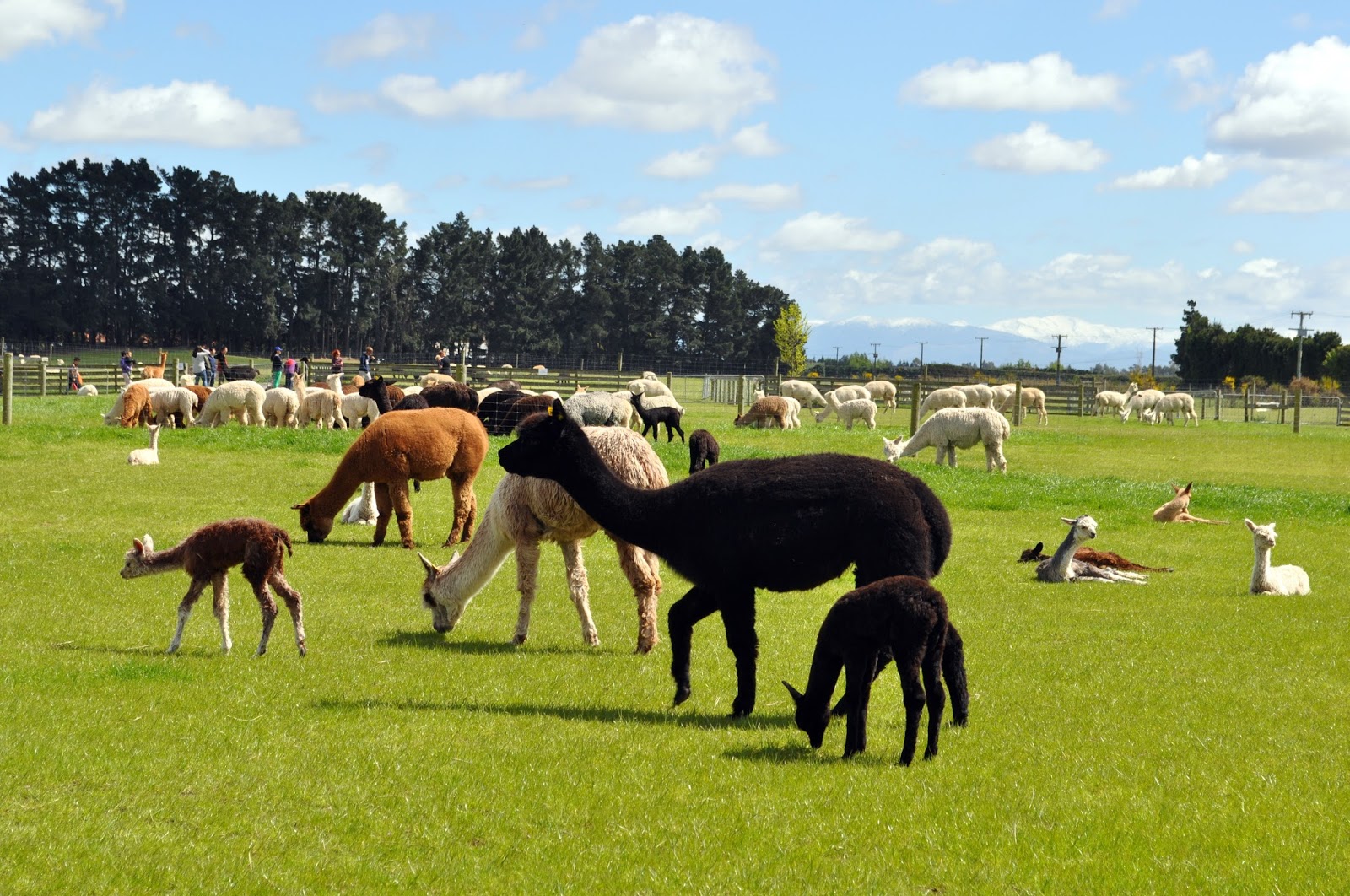 alpaca farm planning permission