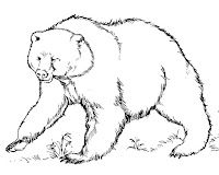 דף צביעה דוב