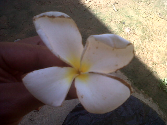 78 Jenis Gambar Bunga 4 Kelopak Paling Bagus