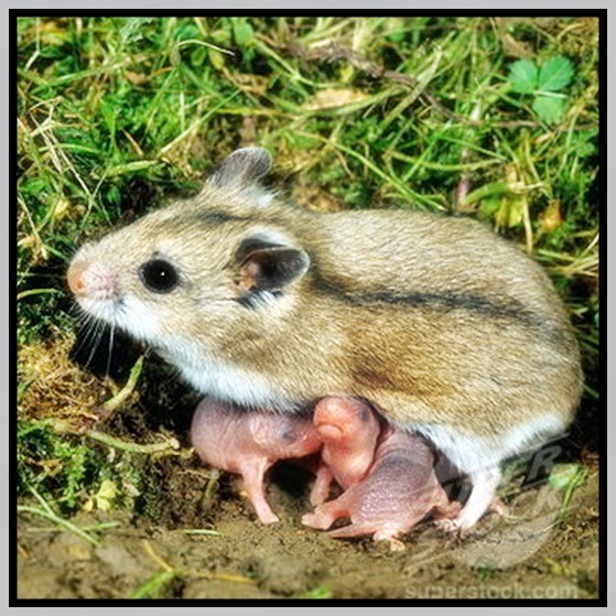 Beszamel i spółka bez ograniczeń Rodzaj Cricetulus przegląd gatunków