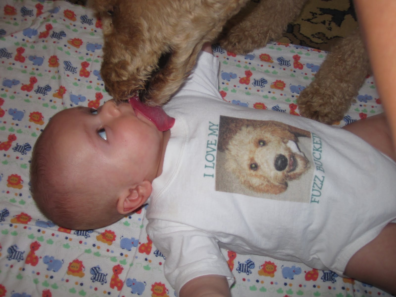 Team Kingman What IF the Dog Licks the Baby?