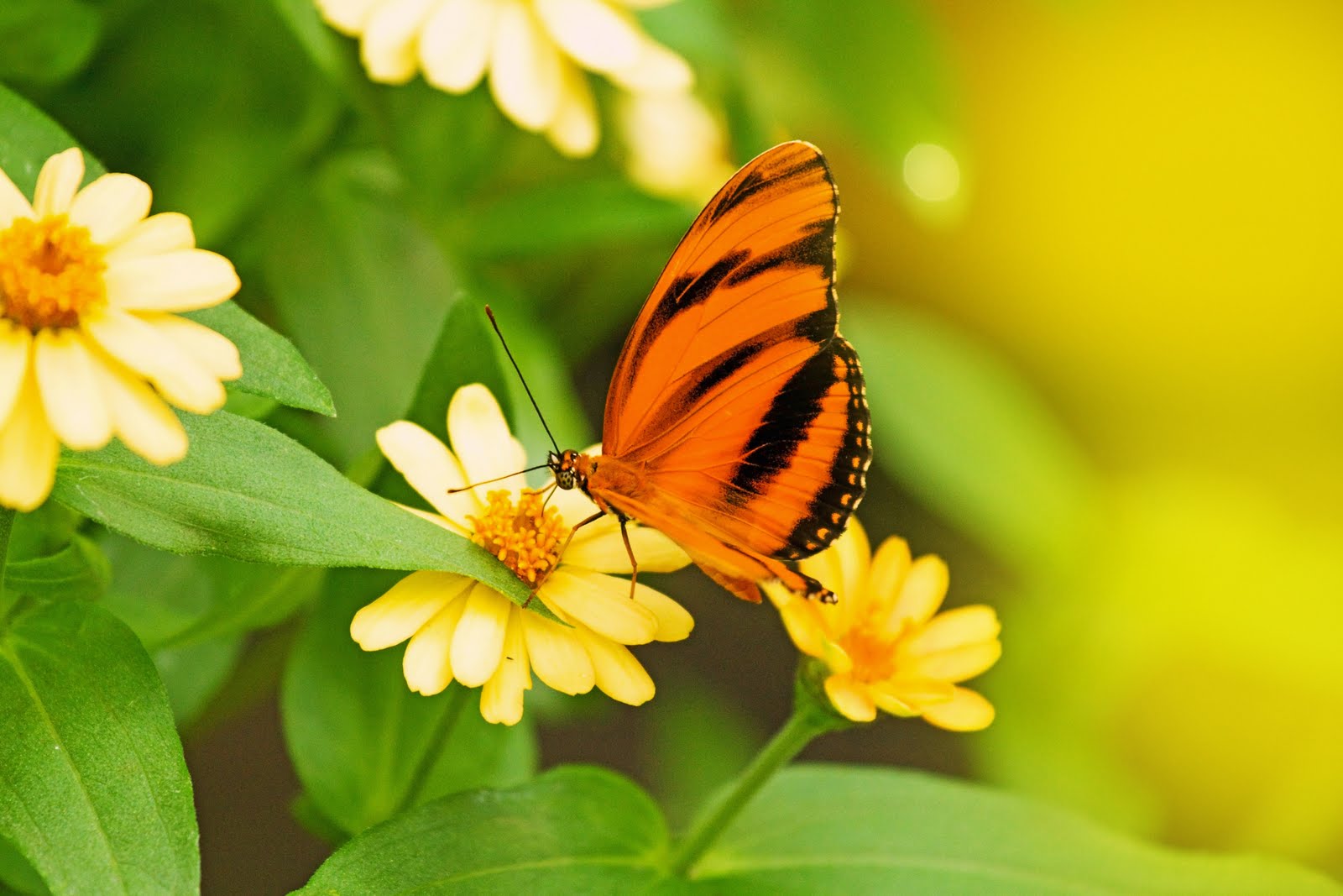 La primavera Ciclo vital de la mariposa