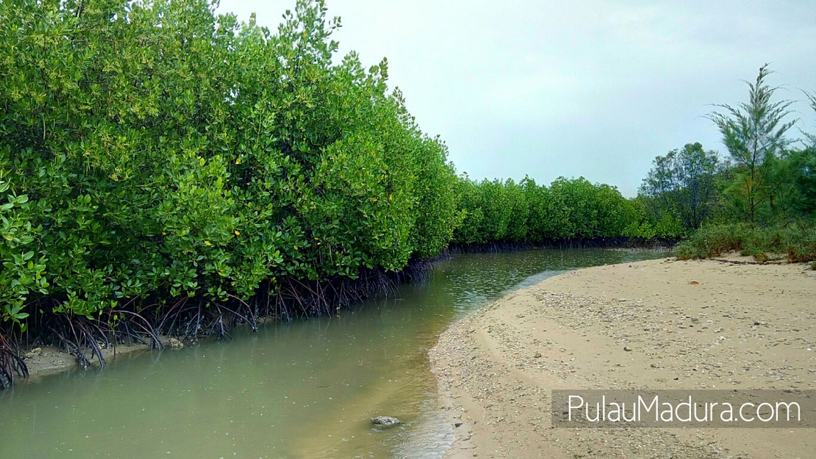 WOW! Ada Obyek Wisata Alam Hutan Mangrove di Desa Labuhan