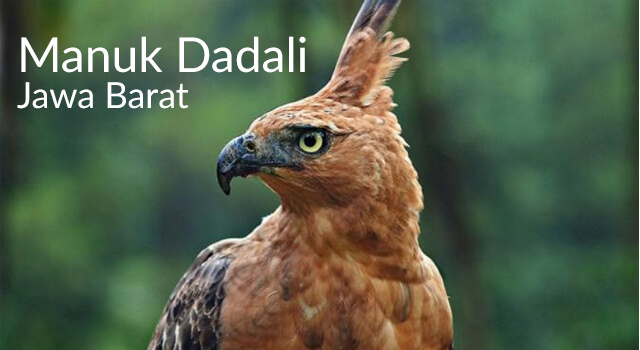 Ciri-Ciri Manuk Dadali