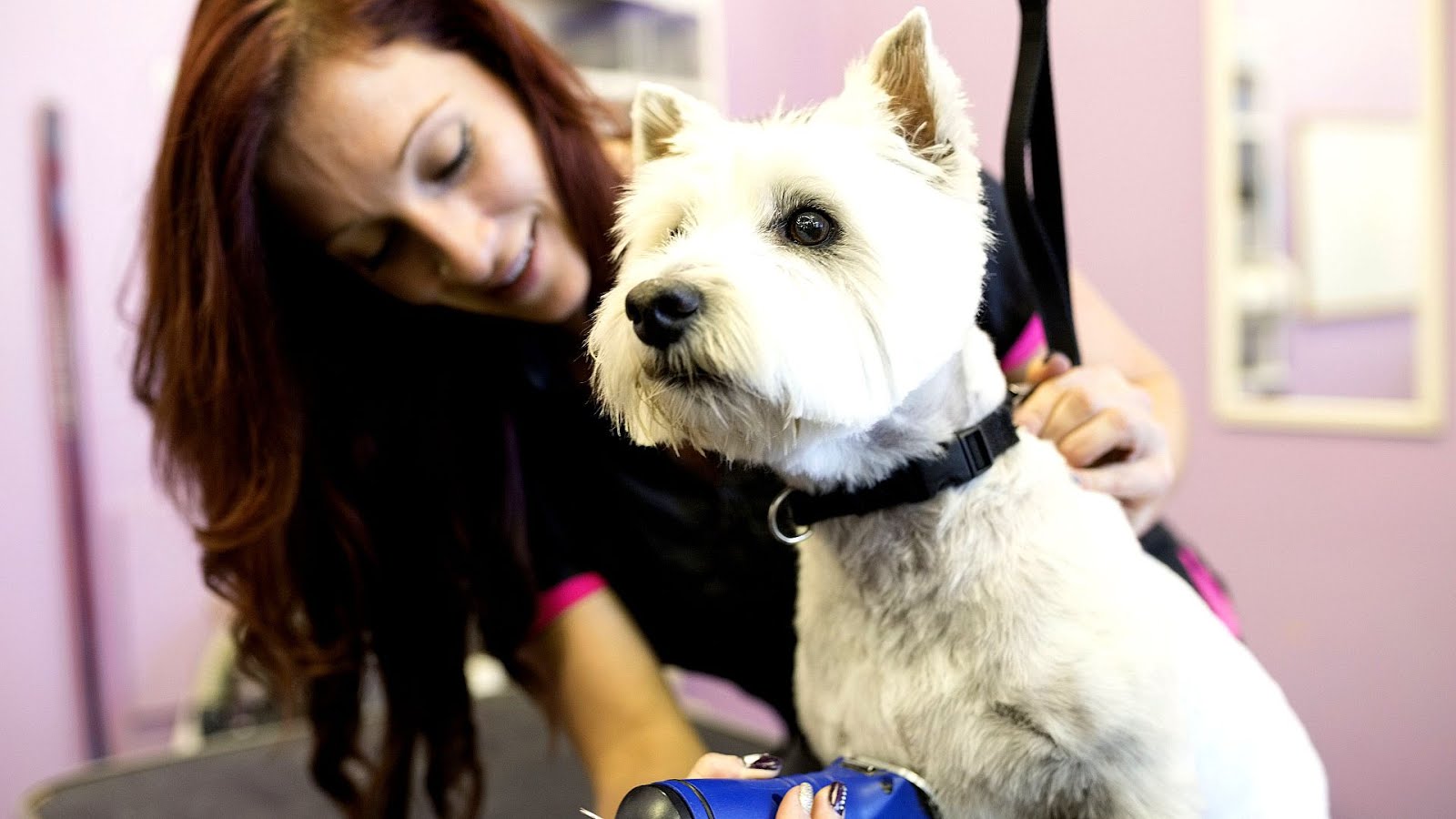 Dog Groomers In Bakersfield Ca Dog Choices
