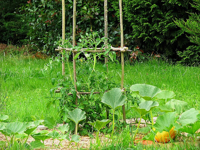 Réaliser des tuteurs pour tomates Tuteurs à tomates fait maison