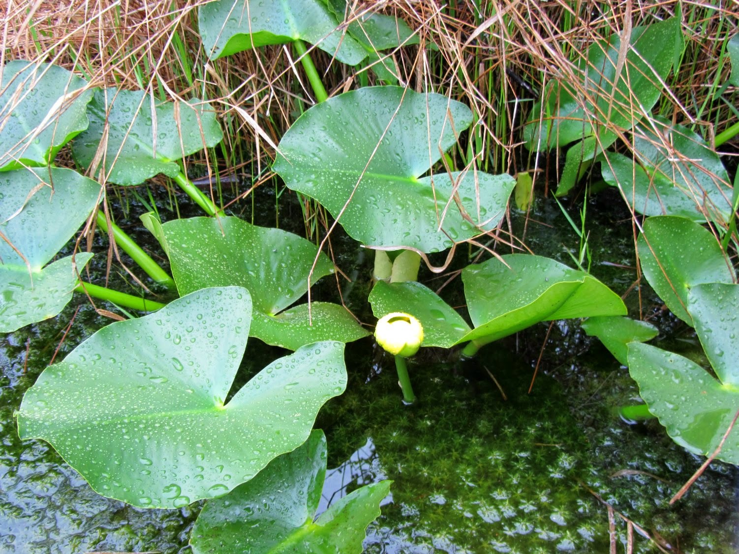 Using Native Plants Into The Swamp
