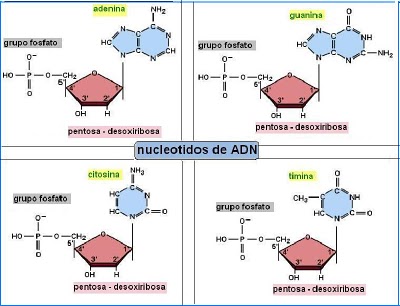 ḼїδβӚϯЧ ᴙ ⱥ ¶ ¶ ¶ ¶: 2.1. ESTRUCTURA QUÍMICA Y FÍSICA DE LOS ÁCIDOS ...