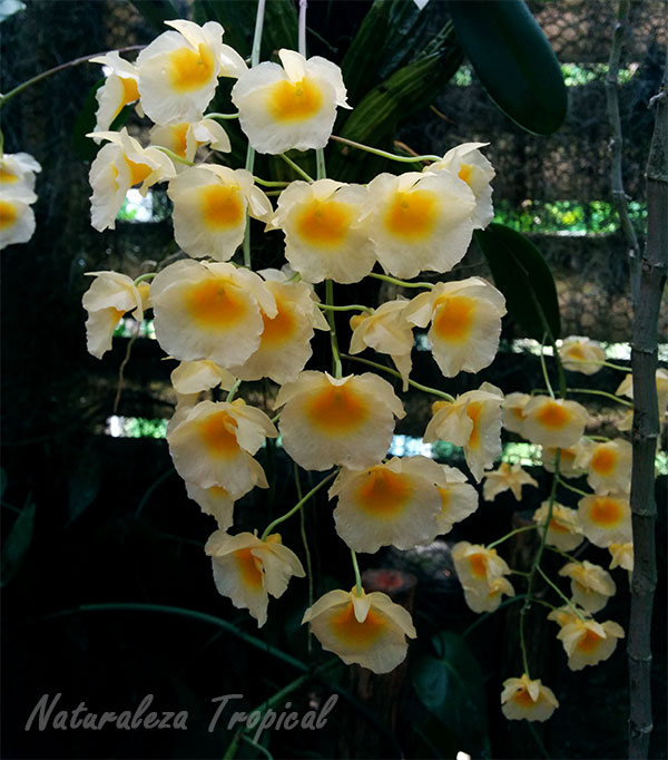 Lluvia de orquídeas con Dendrobium farmerii
