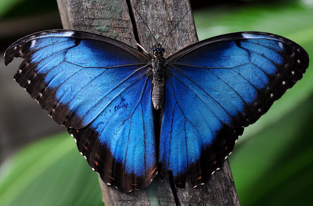 Blue+Morpho+10.j