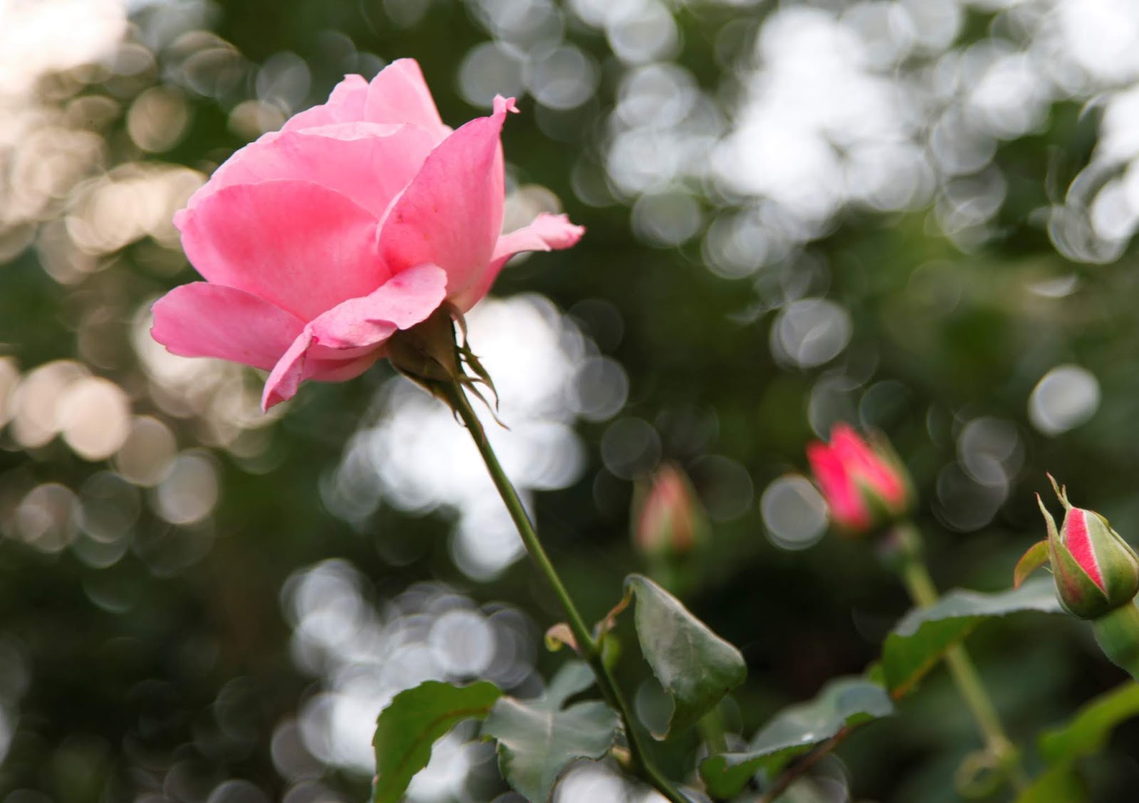 Angie S Garden Diaries