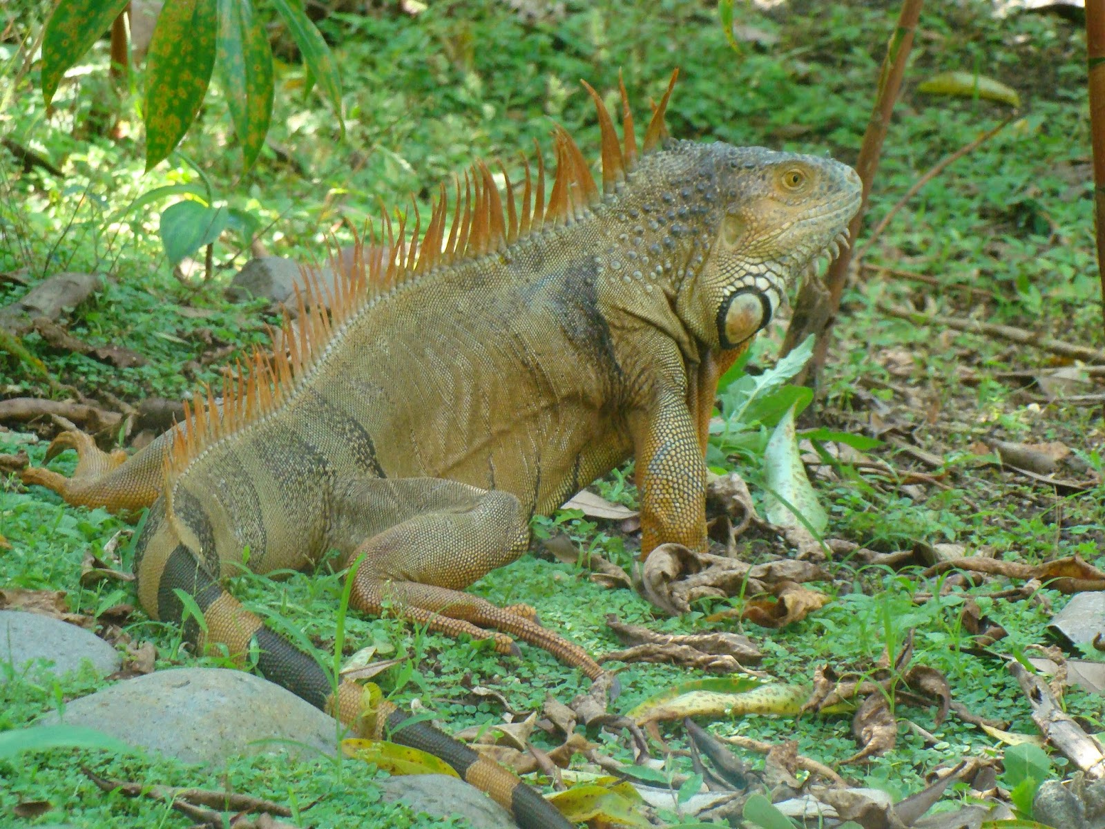 Tierra de collares: Jardín botánico La Laguna: fauna