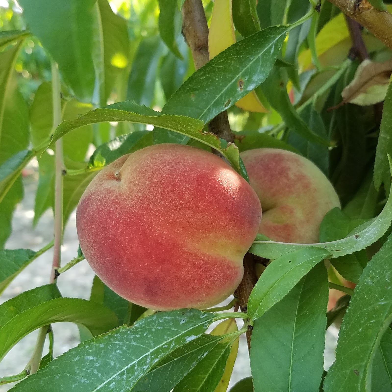 Charming the Birds from the Trees Blushing Star Peaches