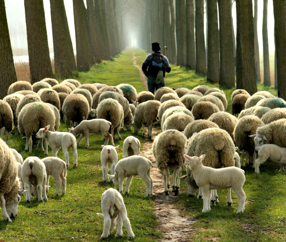 Yo sigo a Jesús: El buen pastor