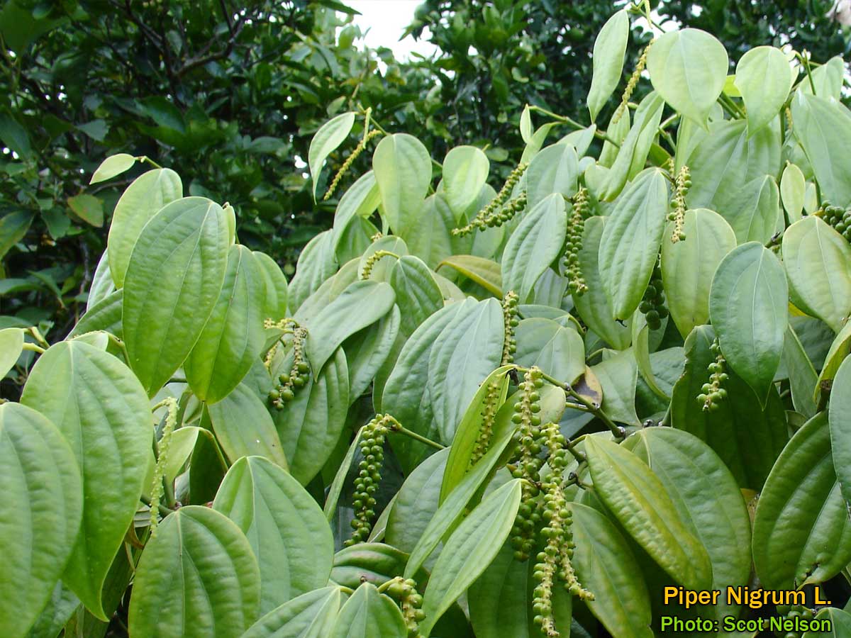 Medicinal Plants: Piper nigrum, maricha, mizhagu, Poivre, Pfeffer, Lada, Перец,