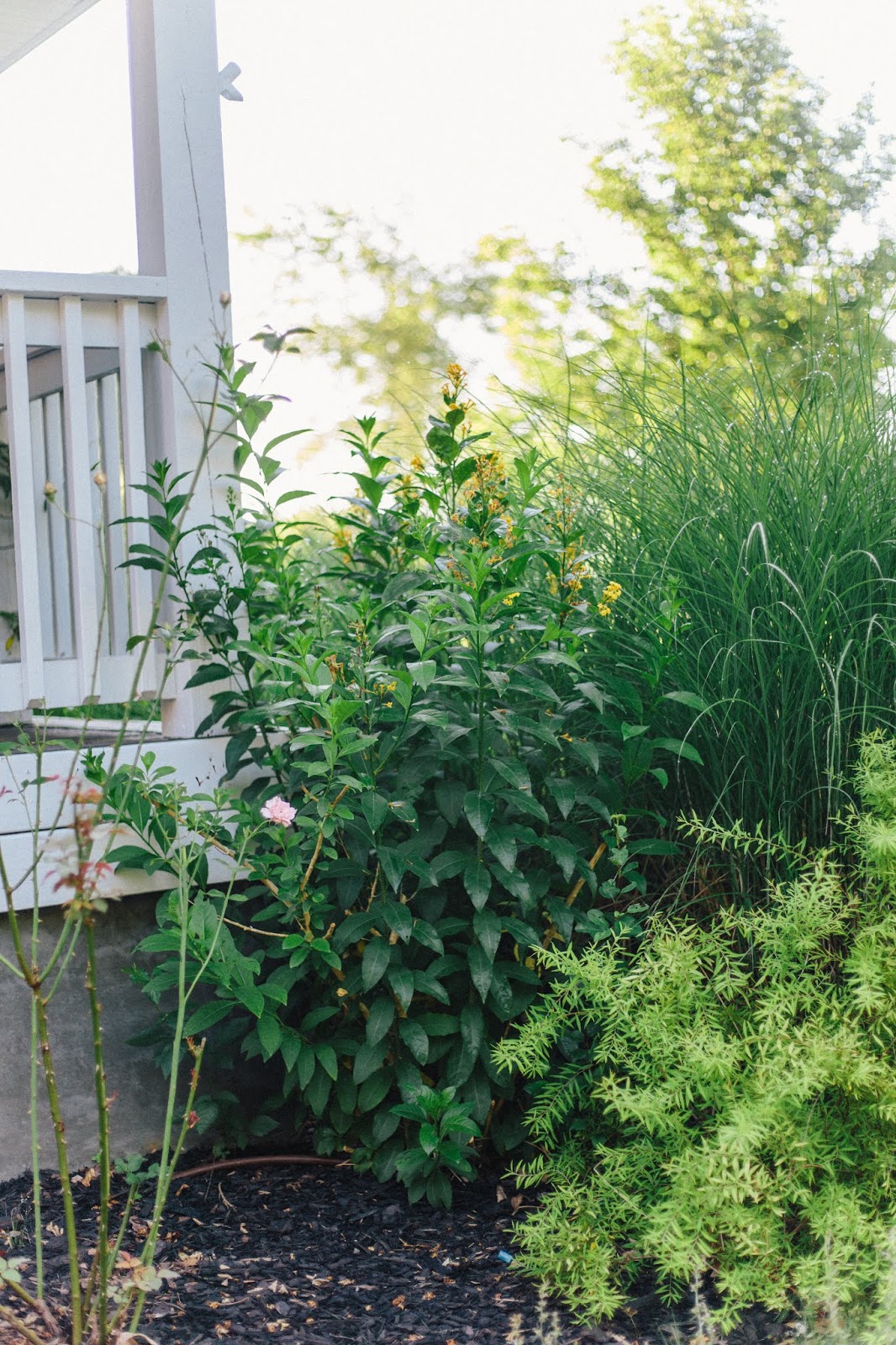 Three Dogs In A Garden Hydrangeas Care Basics Old New Varieties