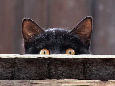 WhatsApp | Ocultar o Visto por último WhatsApp | Ocultar o Visto por último