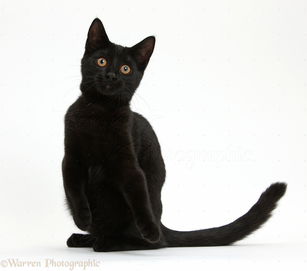 Sectia Imprumut Carte Pentru Copii Ziua Internationala De Apreciere A Pisicilor Negre