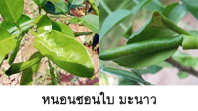 การใช้ น้ำส้มควันไม้ ป้องกัน กำจัด หนอนชอนใบ มะนาว