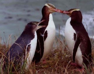  spesies pinguin yang masih eksis ketika ini 17 Jenis Penguin yang Ada di Dunia ini