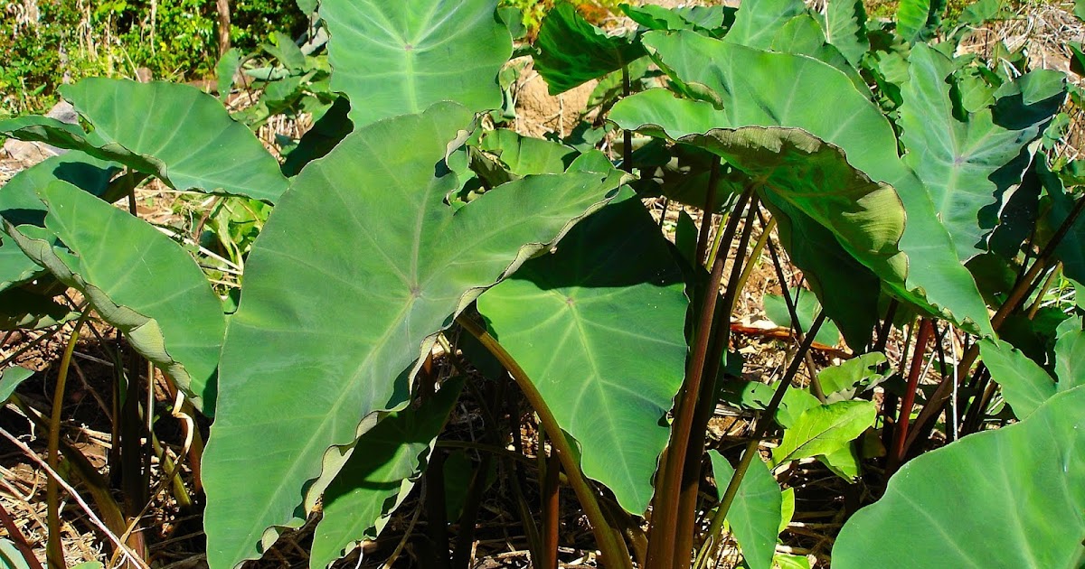 The Legend of the Gabi (Taro) as Told in Malvar Batangas Batangas