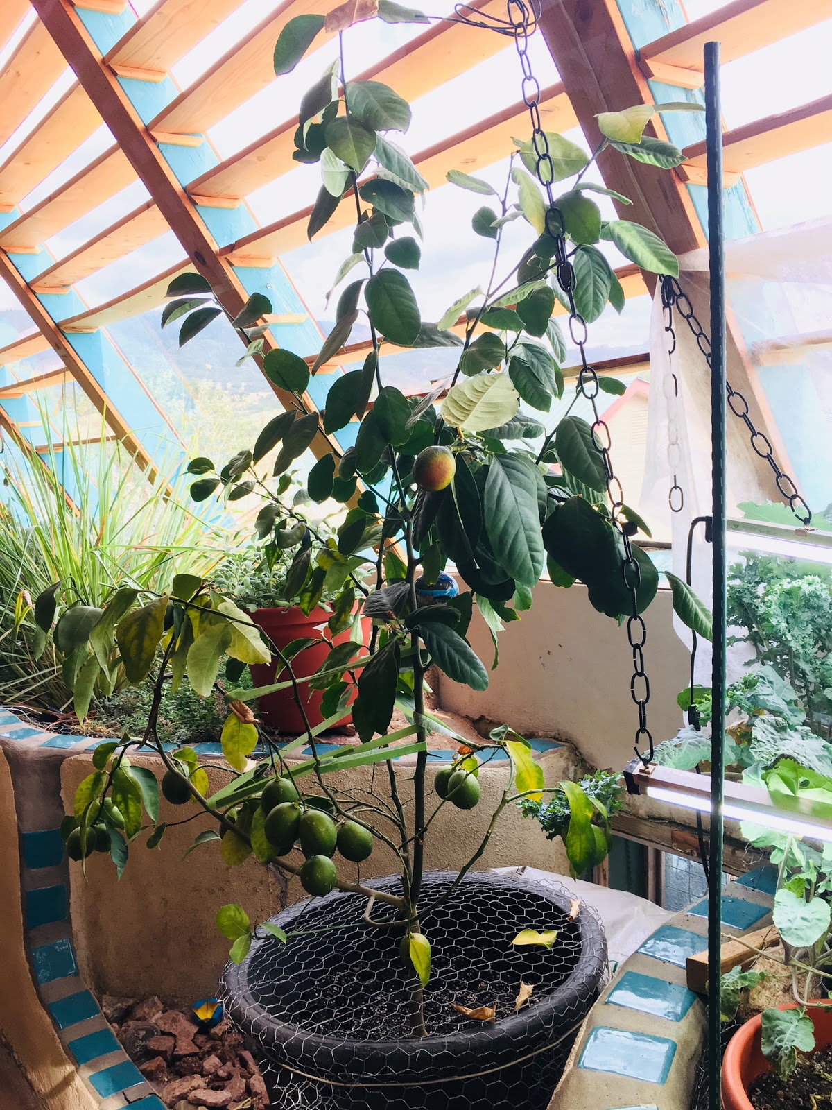 Colorado Mountain Gardener: Trowel and Error - Indoor Lemons