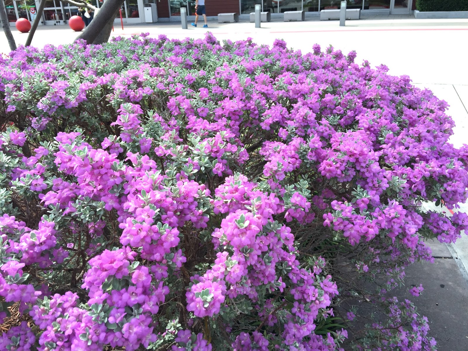 Kut's Own Style These Purple Flowers Smell Good