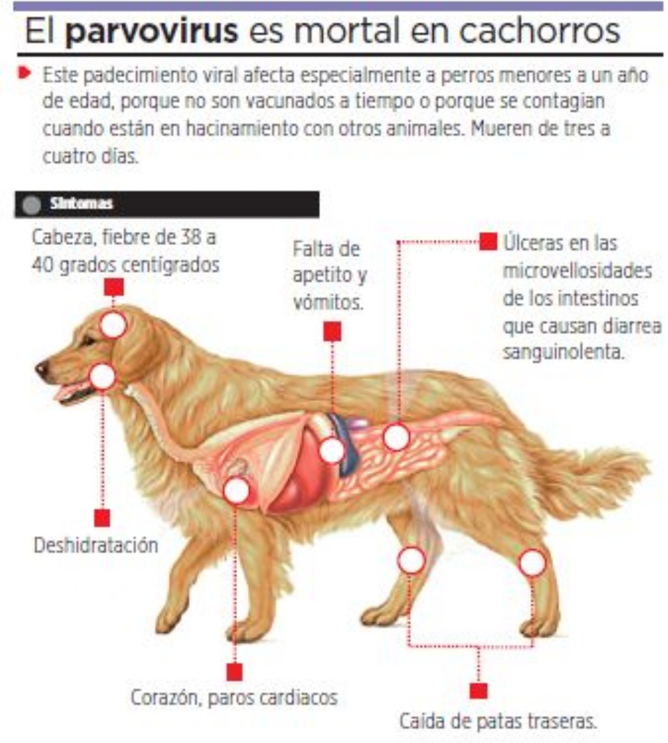 NUNCAJAMAS COCKER PARVOVIRUS CANINO NUNCAJAMAS COCKER PARVOVIRUS CANINO