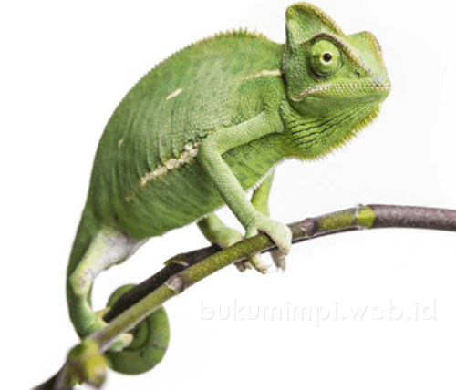 Erek Erek Bunglon Lengkap Dengan Kode Alam Dan Angka Jitu