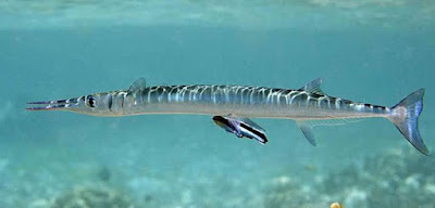 Needlefish - animals name with N Needlefish - animals name with N