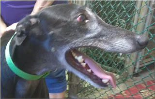 Kelly was returned to Friends of Greyhounds