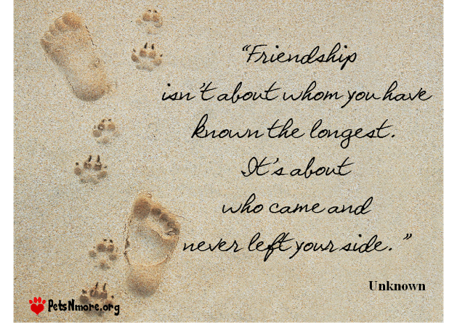 Pets N More: Funny Pet Photos & Sayings