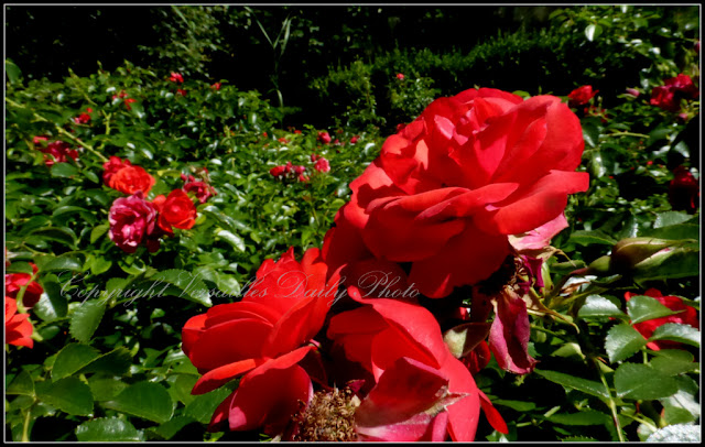Roses Domaine de Madame Elisabeth Versailles