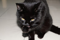 Panzer the cat