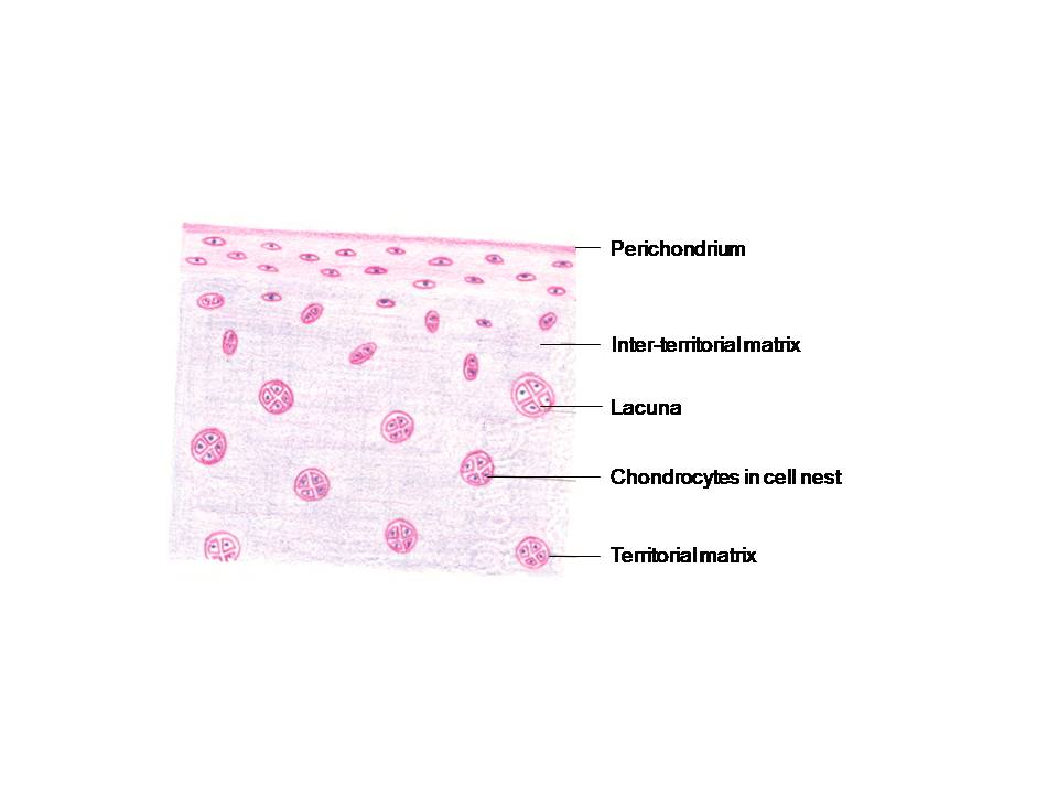 Histology Diagrams General Histology Specific Points