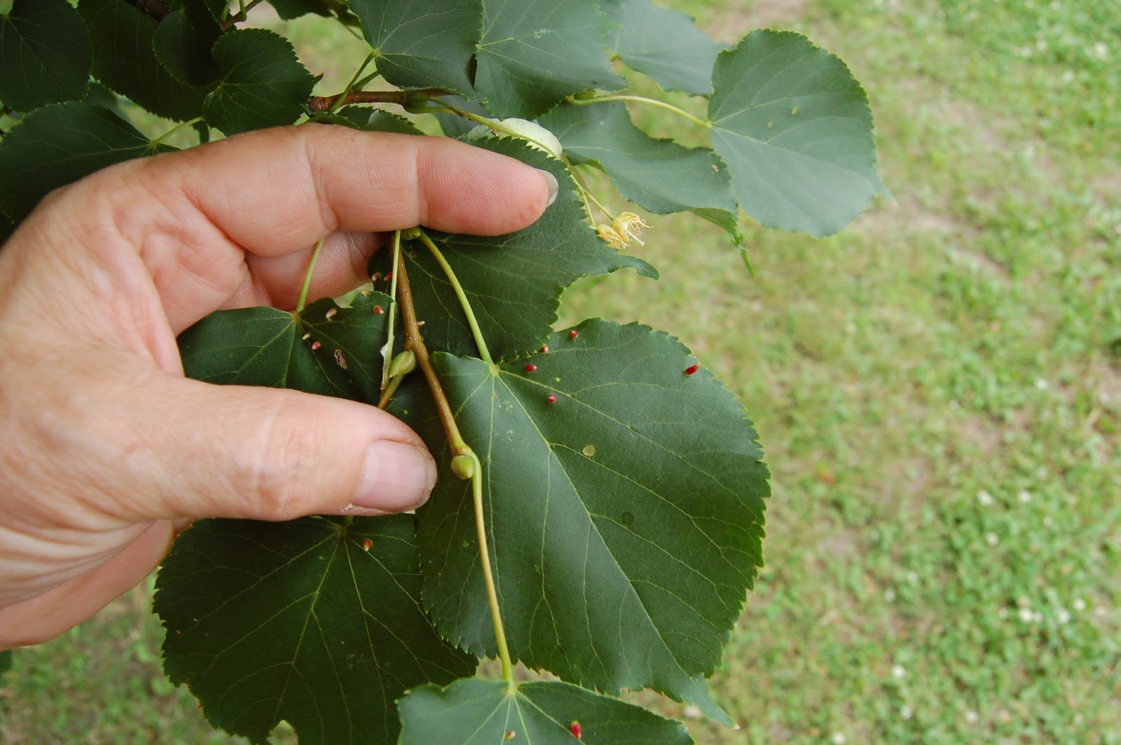 3 Jardins au Québec Le tilleul,