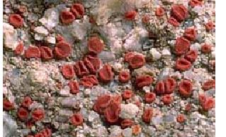 Caloplaca luteominea subspecies bolanderi (lichen endolitik) Caloplaca luteominea subspecies bolanderi (lichen endolitik)