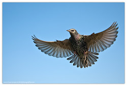 starlings flight fraser birding