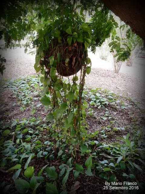 Crescimento JIBÓIA-VERDE ( Epipremnum pinnatum )