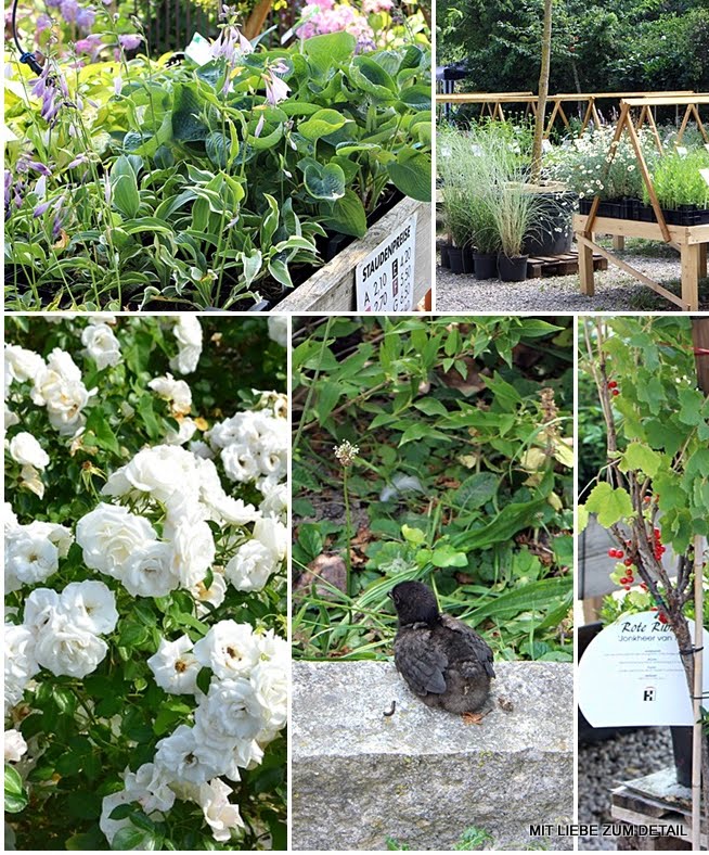 Achimsgarten Der Selbstversorger Und Garten Blog Latest