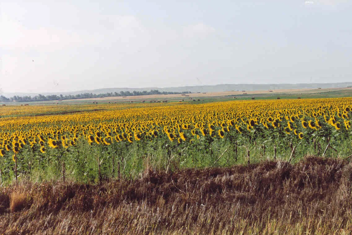 South Dakota Sunflowers