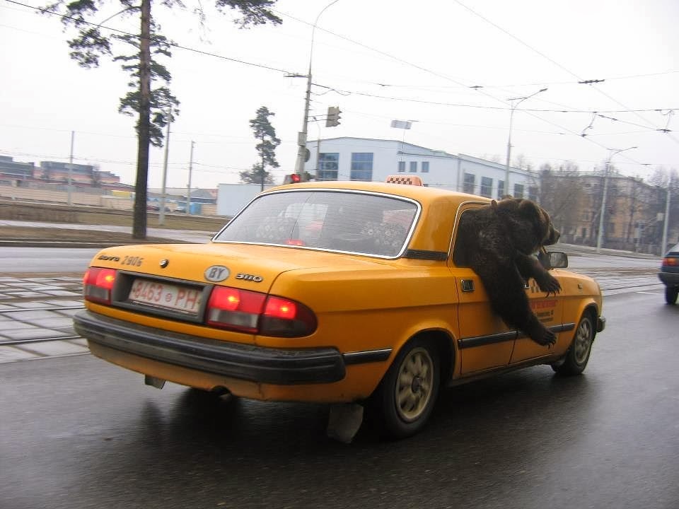Барс на машине