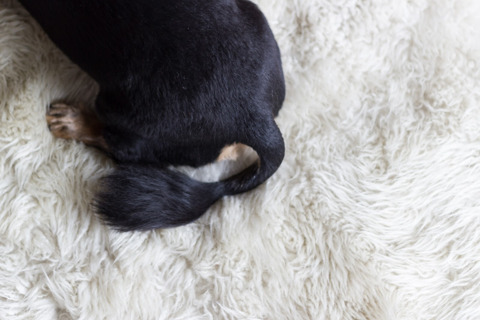 Good Things* Death by Doxie Dogs on a Rug*