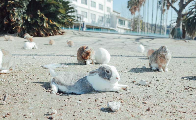 Okunoshima, Takehara