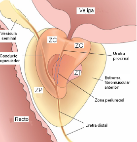 cuantos lobulos tiene la prostata