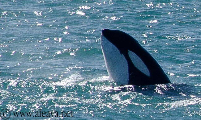 orcas in Peninsula Valdes Patagonia Argentina