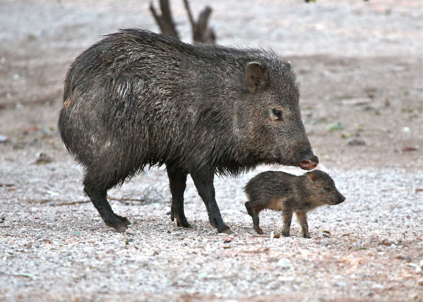 The Azure Gate Javelina Piglets