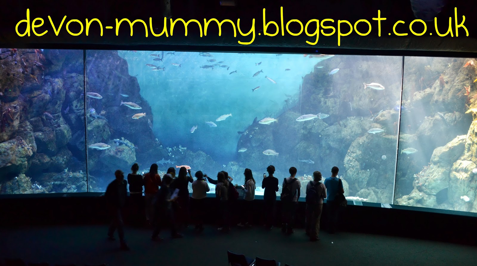 Devon Mummy National Marine Aquarium (Plymouth) Membership Offer