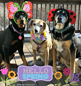 3 rescued dogs dressed up for spring